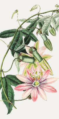 Tenda a rullo per finestra con fantasia a fiore rosa