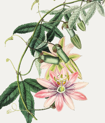 Tenda a rullo per finestra con fantasia a fiore rosa