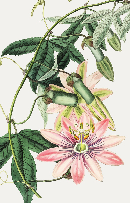 Tenda a rullo per finestra con fantasia a fiore rosa