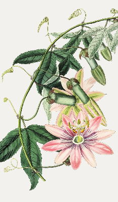Tenda a rullo per finestra con fantasia a fiore rosa