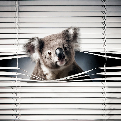Tenda a rullo per finestra modello Koala