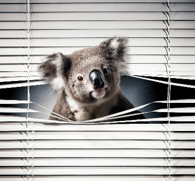 Tenda a rullo per finestra modello Koala