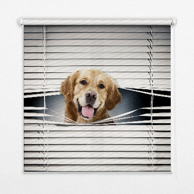 Tenda a rullo da interno modello cane d’oro