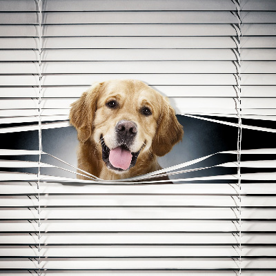 Tenda a rullo da interno modello cane d’oro