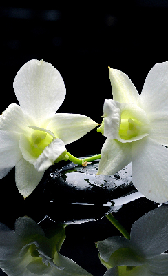 Tenda a rullo interna oscurante con stampa orchidee ed eleganza