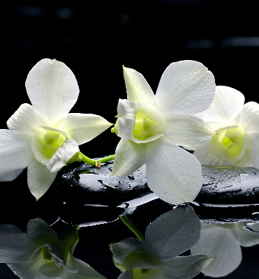 Tenda a rullo interna oscurante con stampa orchidee ed eleganza