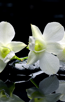 Tenda a rullo interna oscurante con stampa orchidee ed eleganza