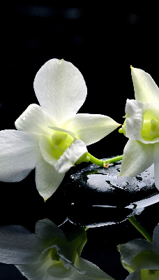 Tenda a rullo interna oscurante con stampa orchidee ed eleganza