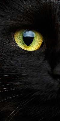 Tenda a rullo oscurante per interni modello occhi di gatto