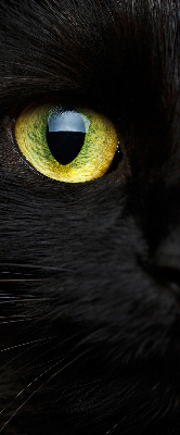 Tenda a rullo oscurante per interni modello occhi di gatto