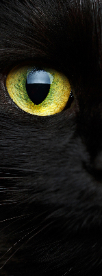 Tenda a rullo oscurante per interni modello occhi di gatto