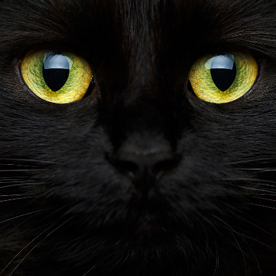 Tenda a rullo oscurante per interni modello occhi di gatto