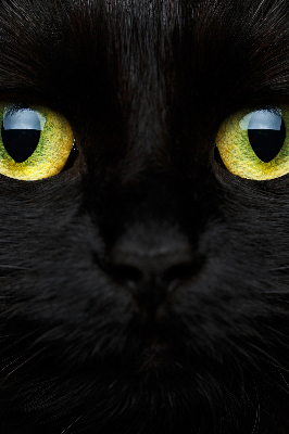 Tenda a rullo oscurante per interni modello occhi di gatto