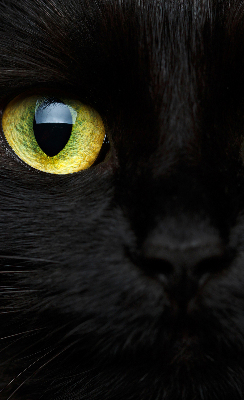 Tenda a rullo oscurante per interni modello occhi di gatto