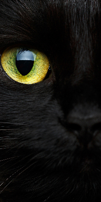 Tenda a rullo oscurante per interni modello occhi di gatto