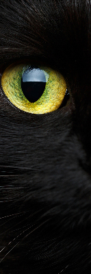 Tenda a rullo oscurante per interni modello occhi di gatto