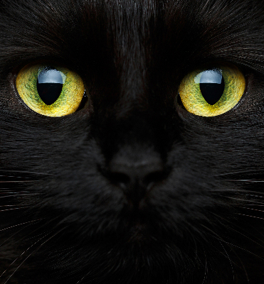 Tenda a rullo oscurante per interni modello occhi di gatto
