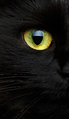 Tenda a rullo oscurante per interni modello occhi di gatto