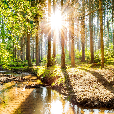 Tenda a rullo interna oscurante con stampa del sole che splende tra gli alberi