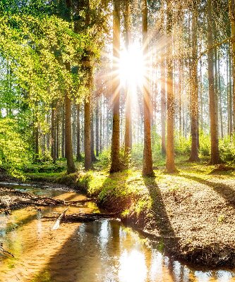 Tenda a rullo interna oscurante con stampa del sole che splende tra gli alberi