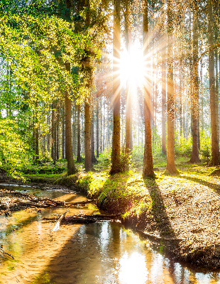 Tenda a rullo interna oscurante con stampa del sole che splende tra gli alberi