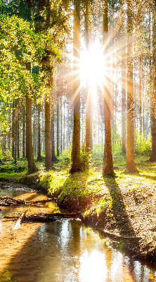 Tenda a rullo interna oscurante con stampa del sole che splende tra gli alberi