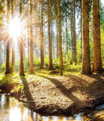 Tenda a rullo interna oscurante con stampa del sole che splende tra gli alberi