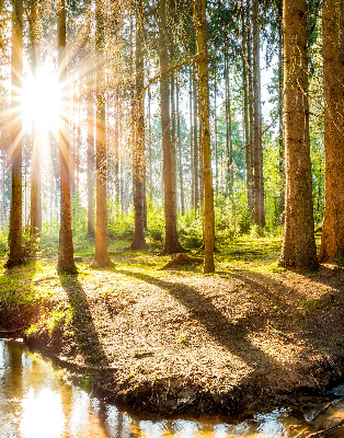 Tenda a rullo interna oscurante con stampa del sole che splende tra gli alberi