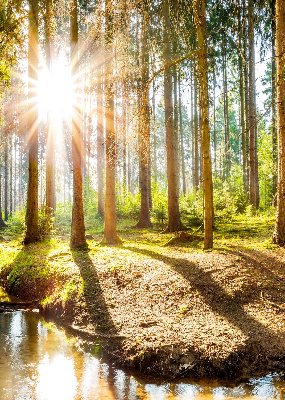 Tenda a rullo interna oscurante con stampa del sole che splende tra gli alberi