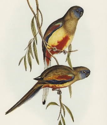 Tenda a rullo oscurante con stampa di due uccelli su un ramo