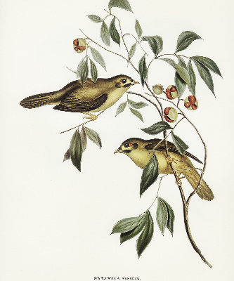 Tenda a rullo oscurante per finestra con motivo di uccelli su un albero