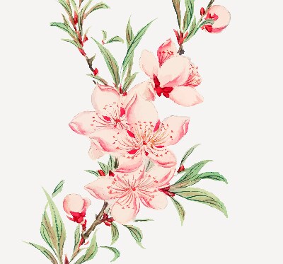 Tenda a rullo interna per finestra oscurante con fantasia a fiore rosa