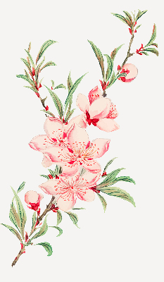 Tenda a rullo interna per finestra oscurante con fantasia a fiore rosa