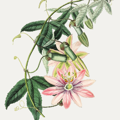 Tenda a rullo oscurante per finestra con fantasia a fiori rosa