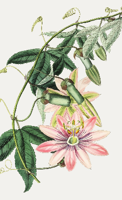 Tenda a rullo oscurante per finestra con fantasia a fiori rosa