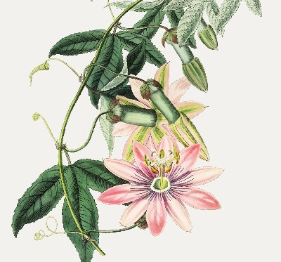 Tenda a rullo oscurante per finestra con fantasia a fiori rosa
