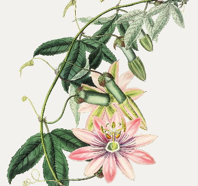 Tenda a rullo oscurante per finestra con fantasia a fiori rosa