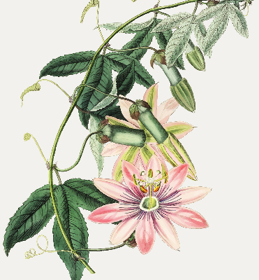 Tenda a rullo oscurante per finestra con fantasia a fiori rosa