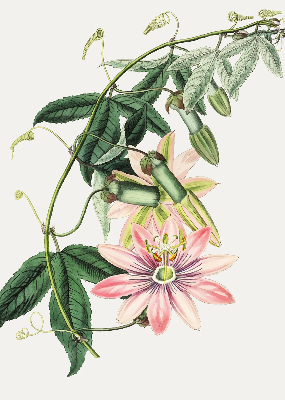Tenda a rullo oscurante per finestra con fantasia a fiori rosa