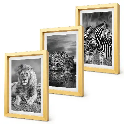 Composizione di 3 quadri con animali selvatici della savana come leone, giaguaro e zebra