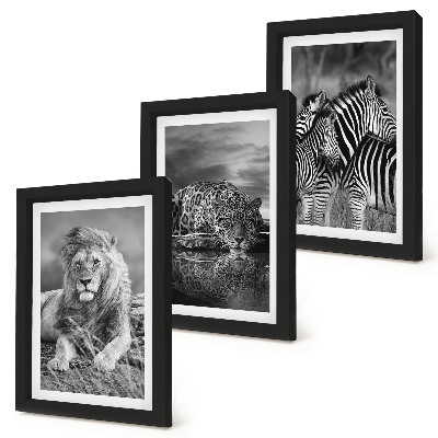 Composizione di 3 quadri Animali selvatici della savana: leone, giaguaro e zebra