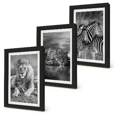 Composizione di 3 quadri con animali selvatici della savana come leone, giaguaro e zebra