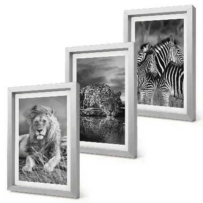 Composizione di 3 quadri con animali selvatici della savana come leone, giaguaro e zebra
