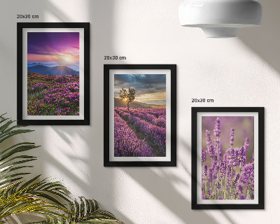 Composizione di 3 quadri Paesaggio con campi di lavanda e tramonto