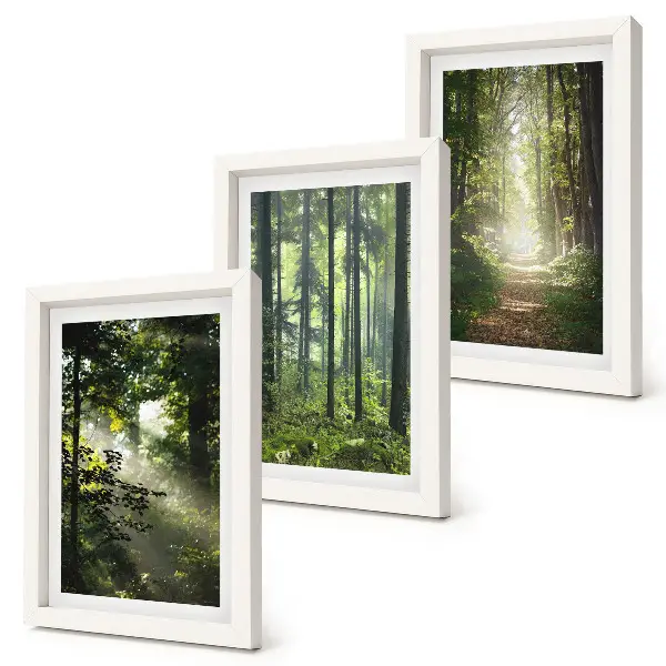 Composizione di 3 quadri con foreste verdi, raggi di luce e un sentiero nel bosco