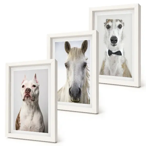 Trittico incorniciato con ritratti eleganti di cani e cavalli