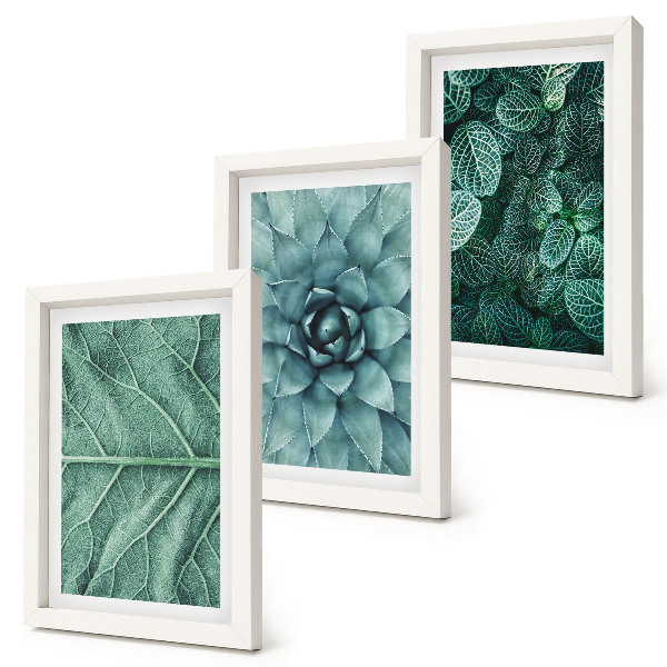 Trittico incorniciato Primi piani di piante succulente e foglie