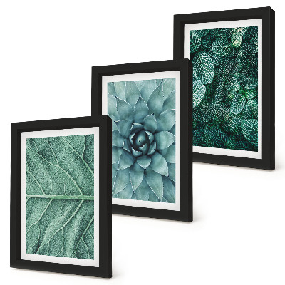 Trittico incorniciato Primi piani di piante succulente e foglie