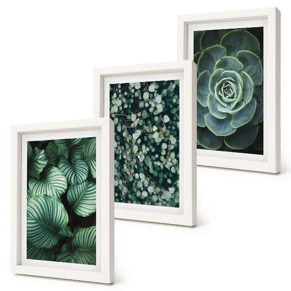 Composizione di 3 quadri Piante verdi e succulente alla moda