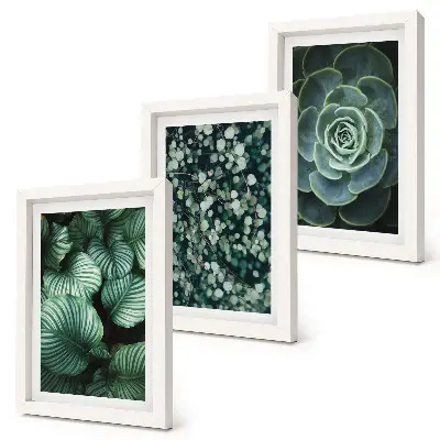 Composizione di 3 quadri con piante verdi e succulente alla moda